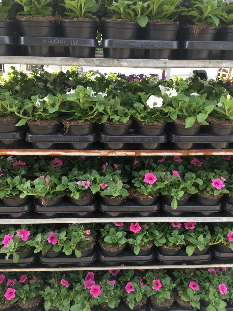 Bloeiende eenjarigen, hangpotten en perkplanten bij Tuincentrum de Vuurdoorn in Echt (foto 7)